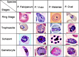 Different Stages of Malarial Parasites 