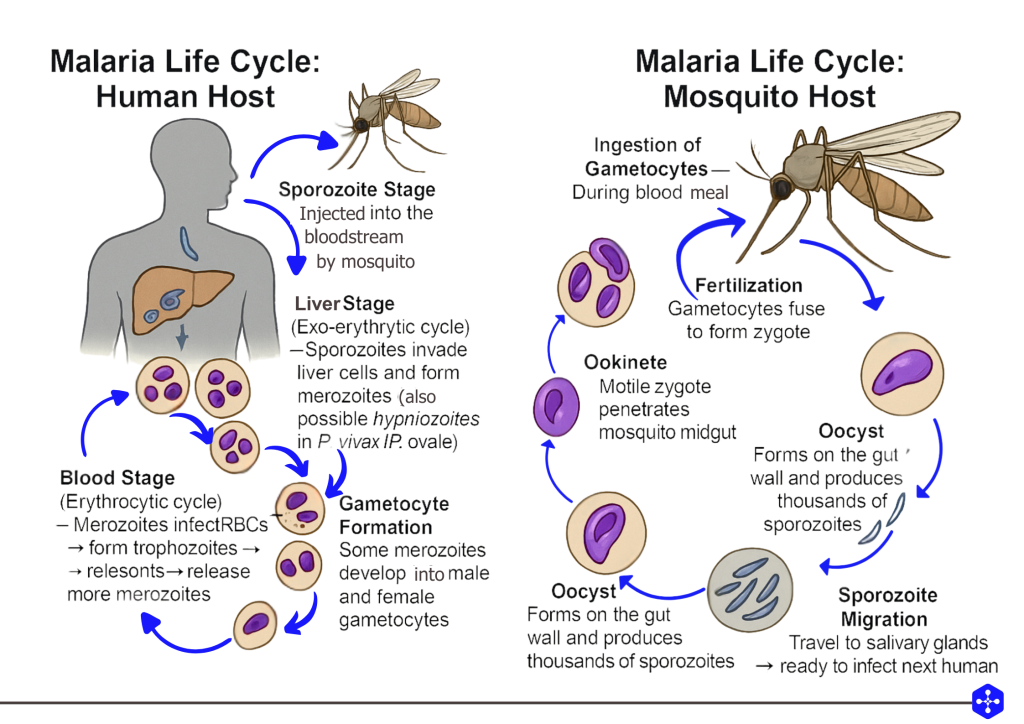 Malarial Life cycle in human host and in mosquito host